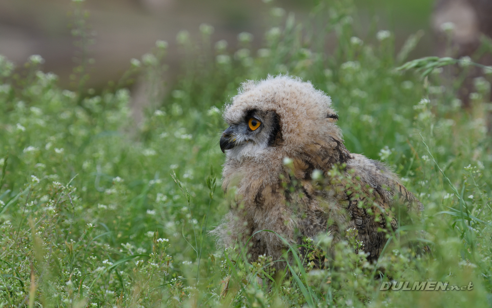 01 Eurasian eagle-owl (owlet, Bubo bubo)